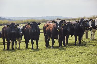 Cows stood in a field