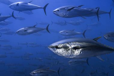 bluefin tuna fish