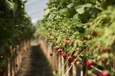 Strawberries