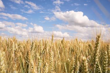 field of wheat