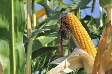 Corn crop