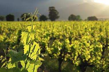 Vineyard