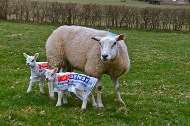 Lambs with jackets