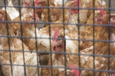 Caged hens in UK down from half a million to 20,000