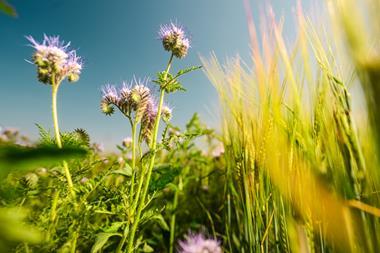 WildFarmed barley, Chris Parkes