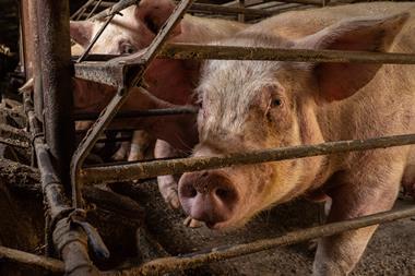 Sow stalls Compassion in World Farming