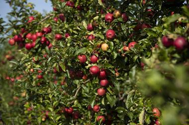 FSP_Loddington_Apples_Master_071