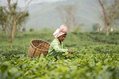 female tea picker
