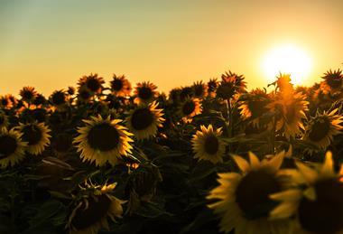 Sunflowers plant based