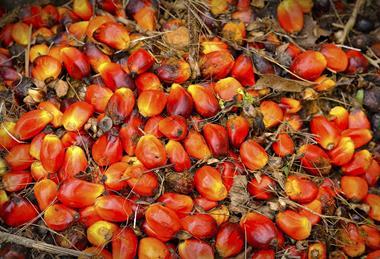 Palm oil fruit
