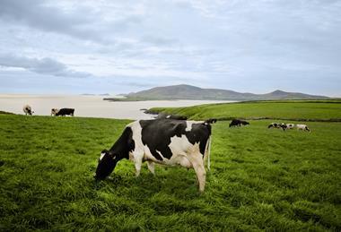 Dairy_Cows_-_grazing_in_lush_green_pastures_fields