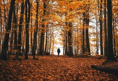 Person in woods forest 