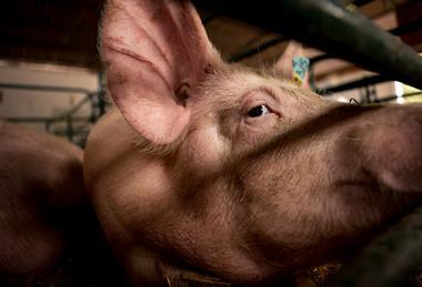 animal abuse cage pig farming