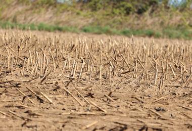 drought harvest GettyImages-2213373063