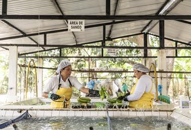 Fairtrade bananas workers