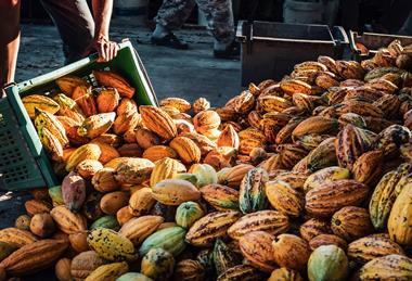 cocoa pods - getty