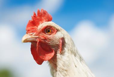 Close up portrait of white free range chicken in field - stock photo - Getty