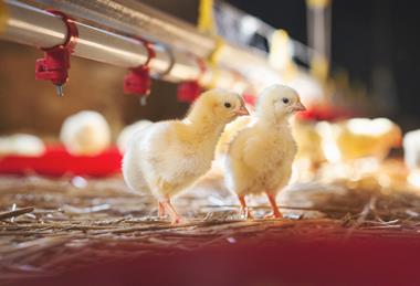 chicks chicken farm