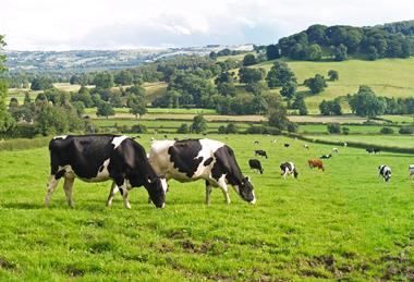 dairy cattle cows farm farming