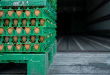 Pallet of eggs import