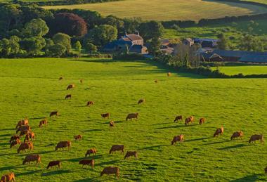 cattle in landscape
