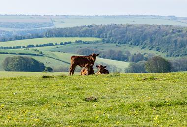 cows