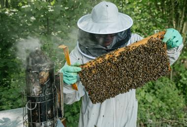 waitorse bees