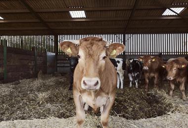 farm cow cattle dairy farming