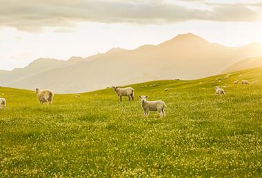 249873-lamb-farm-vista resized