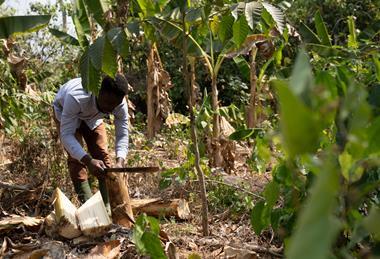 Fairtrade cocoa farmer Bismark Kpabitey, from Ghana’s Ahafo region. Credit - ©2021 Nipah Dennis, All Rights Reserved