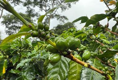 Photos from a Regenerative Agriculture Standard audit at La Cumplida, a farm in Matagalpa region of Nicaragua 1