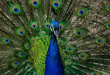 peacock unsplash