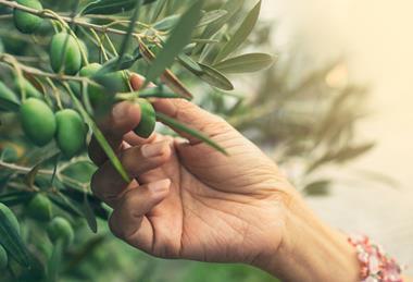 Olive picking 