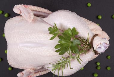 chicken