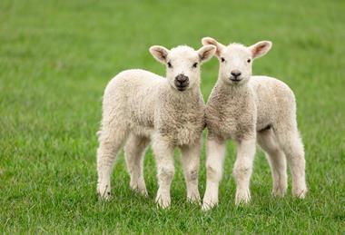 lambs