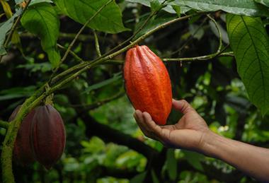 Cocoa1