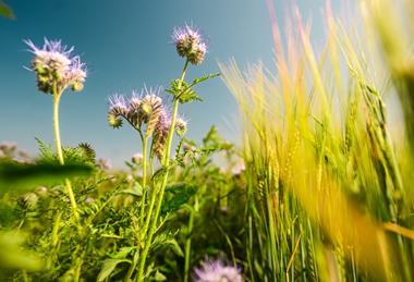 WildFarmed barley, Chris Parkes