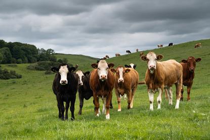 beef cattle in field - Getty
