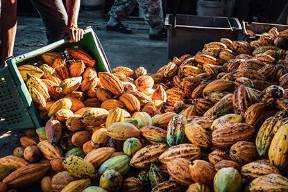 cocoa pods - getty