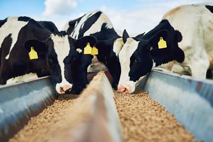 Cows eating feed GettyImages-875237010