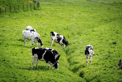 dairy cows in field - getty
