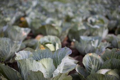 white cabbage field - getty