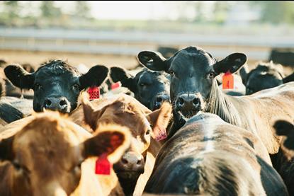 cows in a field
