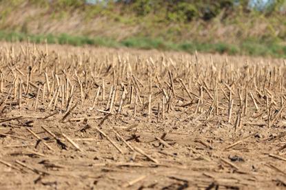droufght dry ground