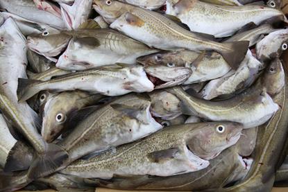 cod catch -getty