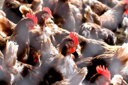 Chickens in the coop