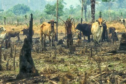 Deforestation GettyImages-1249034888