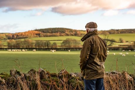 Senior man looking at field with sheep - stock photo