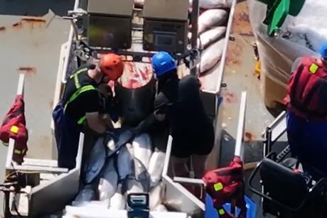 Animal Equality UK footage of Tiffany II harvest boat