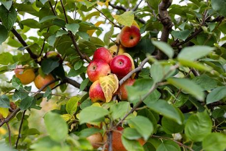 apples on tree- getty